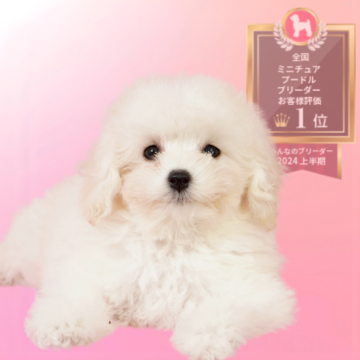 ミニチュアプードル【茨城県・女の子・2025年9月1日・ホワイト】の写真「おかげさまでミニチュアプードル全国評価№1獲得👑」