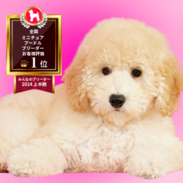 ミディアムプードル【茨城県・女の子・2025年7月20日・ペールフォーン】の写真「全国評価で光栄な賞をいただきました✨」