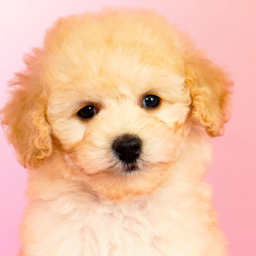 ミディアムプードル【茨城県・女の子・2025年10月16日・ペールフォーン】の写真「おかげさまでミニチュアプードル全国評価№1獲得👑」