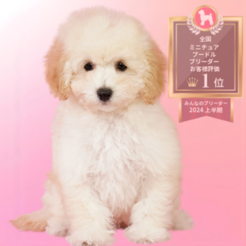 ミニチュアプードル【茨城県・女の子・2025年9月1日・ホワイト】の写真「ミニチュアプードル全国評価№1獲得👑」