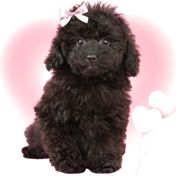 ミニチュアプードル【茨城県・女の子・2025年8月18日・ブラック】の写真「ミニチュアプードル全国評価№1獲得犬舎！」