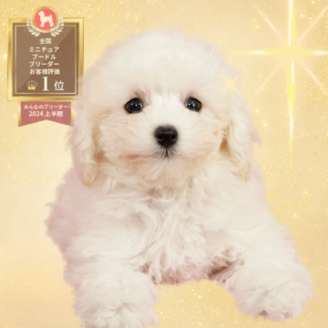 ミニチュアプードル【茨城県・女の子・2025年9月1日・ホワイト】の写真「ミニチュアプードル全国評価№1獲得犬舎！」