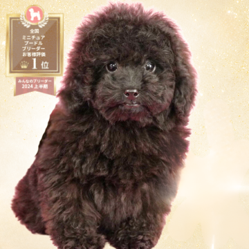 ミニチュアプードル【茨城県・女の子・2025年8月18日・ブラック】の写真「ミニチュアプードル全国評価№1獲得犬舎！」