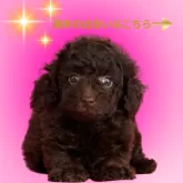 ミニチュアプードル