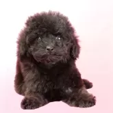 ミニチュアプードル