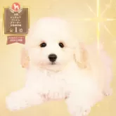 ミニチュアプードル