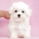 マルチーズ
