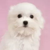 マルチーズ