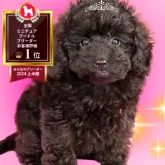 ミニチュアプードル