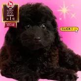 ミディアムプードル