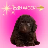 ミニチュアプードル