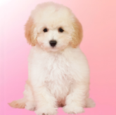 ミニチュアプードル