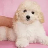 ミニチュアプードル【茨城県・女の子・2024年11月14日・ホワイト】の写真1「丈夫で存在感たっぷりなミニチュアプードルの女の子です！」