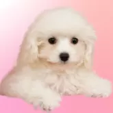 ミニチュアプードル