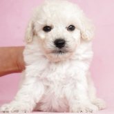 ミニチュアプードル