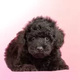 ミディアムプードル