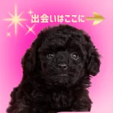 ミニチュアプードル
