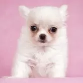 チワワ(ロング)【茨城県・男の子・2025年4月30日・クリーム】の写真7「ブリーディングは親犬選びがすべてです。ぜひ親犬にも会って確かめてください！！」