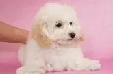 ミニチュアプードル【茨城県・女の子・2024年11月14日・ホワイト】の写真5「ふわふわよ！」