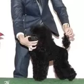 ミニチュアプードル【茨城県・男の子・2025年8月18日・ブラック】の写真6「パパ犬「ＴＰぞりぼう」スマッシュ直系JKCチャンピオン」