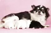 チワワ(ロング)【茨城県・男の子・2025年4月30日・クリーム】の写真8「穏やかな性格のママ犬「つくしちゃん」です。ぜひ会いに来てください！」