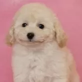 ミニチュアプードル【茨城県・女の子・2024年11月14日・ホワイト】の写真8「チャーミング！」