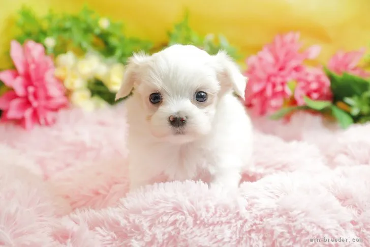 ID:1710-01397の子犬