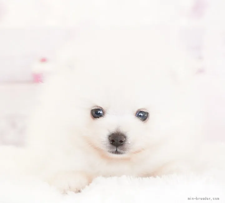 ID：2204-03095の子犬