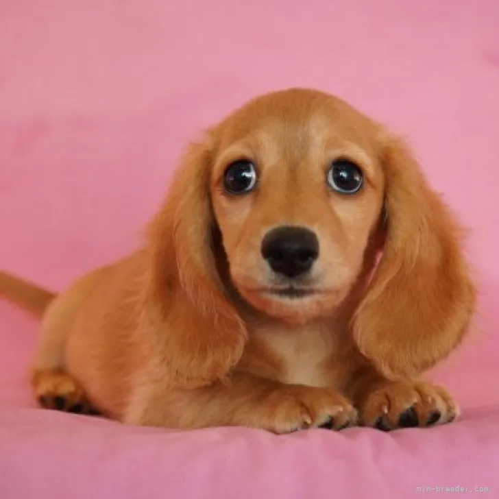 ID：2307-06343の子犬