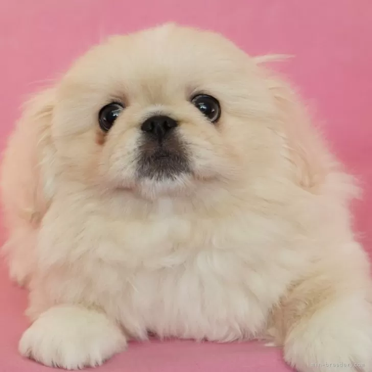 ID：2403-02172の子犬