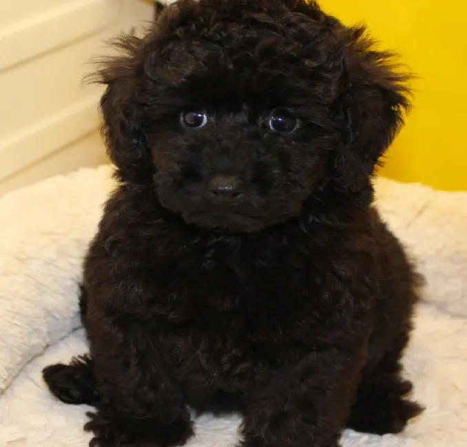 ID:1609-01250の子犬
