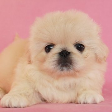 ペキニーズ【茨城県・女の子・2024年8月13日・ホワイト】の写真「クレジット月々3000円～各種カード扱っております」