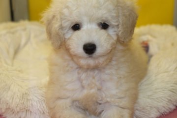 トイプードル(トイ)【茨城県・男の子・2016年7月22日・ホワイト】の写真「ムクムクでまるでヒツジさんのようなボクです！」