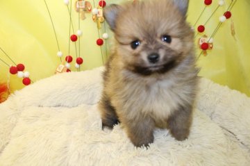 ポメラニアン【茨城県・男の子・2017年12月8日・オレンジ】の写真「タヌキ顔の可愛い子です!!」