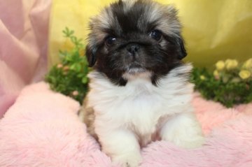 ペキニーズ【茨城県・女の子・2017年10月26日・パーティカラー】の写真「しつけをしながら育てています！」