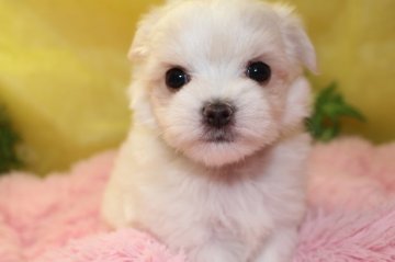 マルチーズ【茨城県・男の子・2017年9月10日・ホワイト】の写真「3兄弟の次男君です」