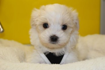 マルチーズ【茨城県・男の子・2017年10月26日・ホワイト】の写真「しつけをしながら育てています！」