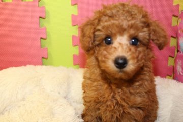 トイプードル(トイ)【茨城県・女の子・2016年9月9日・レッド】の写真「」
