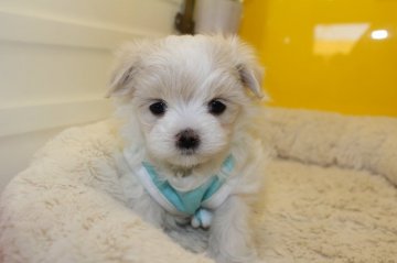 マルチーズ【茨城県・男の子・2017年11月1日・ホワイト】の写真「しつけをしながら育てています!!」