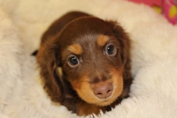 ミニチュアダックスフンド(ロング)【茨城県・男の子・2016年9月30日・チョコ&クリーム】の写真「キレイな配色のおっとりした子です」