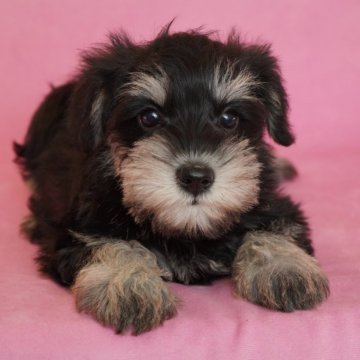 ミニチュアシュナウザー【茨城県・女の子・2024年2月7日・ブラック&シルバー】の写真「血統優秀チャンピオン直子」