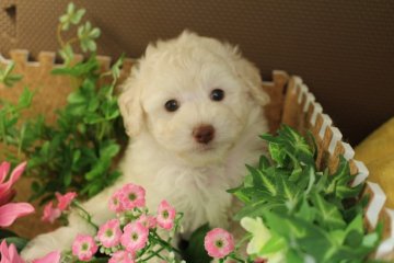 トイプードル(トイ)【茨城県・男の子・2016年8月19日・ホワイト】の写真「お鼻の色素薄いので格安」