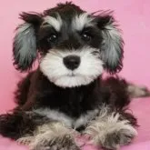 ミニチュアシュナウザー【茨城県・女の子・2022年12月2日・ブラック&シルバー】の写真1「3/17撮影　生後3か月越え、ワクチン接種済！」