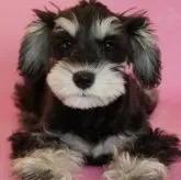 ミニチュアシュナウザー【茨城県・女の子・2022年12月2日・ブラック&シルバー】の写真4「お話よく聞く、賢い子です！」