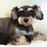 ミニチュアシュナウザー【茨城県・女の子・2022年12月2日・ブラック&シルバー】の写真5「ママ犬：ケイトちゃん　（体重5kg・小顔・とってお健康！！）」