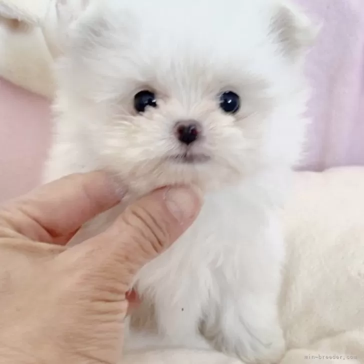 ID：2503-02450の子犬