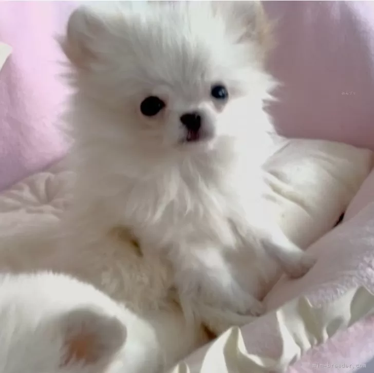 ID：2412-04441の子犬