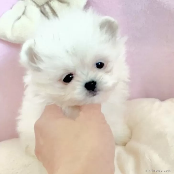 mnrv 様のお迎えした子犬