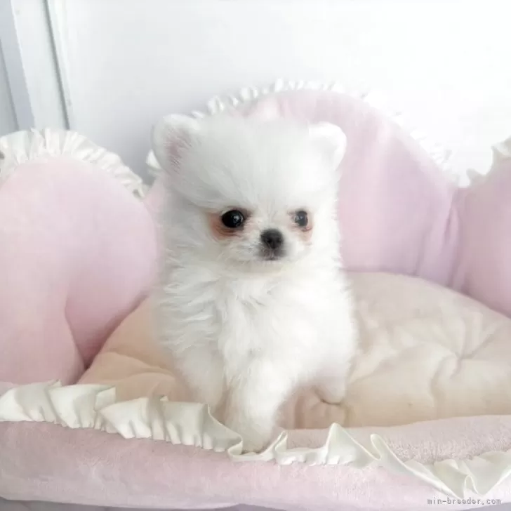 ID：2508-01173の子犬