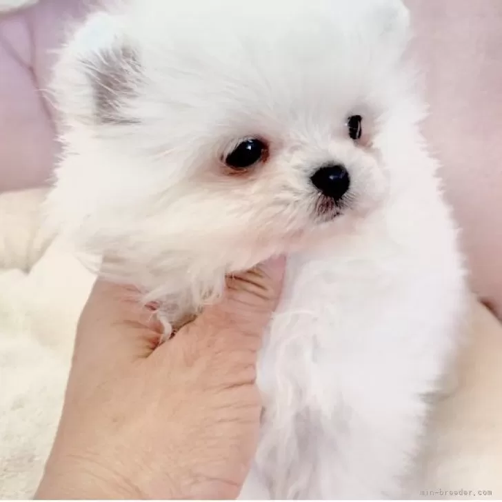 ID:2501-06378の子犬